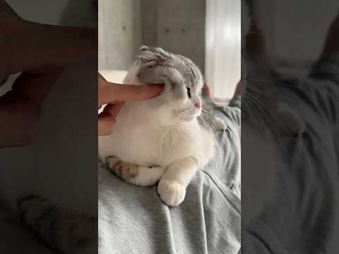 猫の動画サムネイル - 👉😺 #cat
