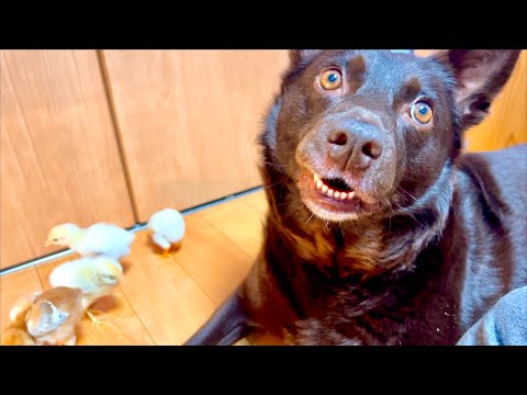 猫の動画サムネイル - ん？大丈夫か！？