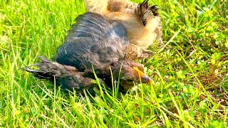 動画サムネイル