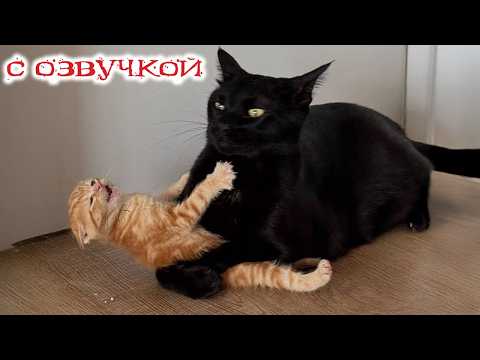 Приколы с котами! - С ОЗВУЧКОЙ! Смешные Коты И Собаки! Самые Смешные Животные 2026!!!