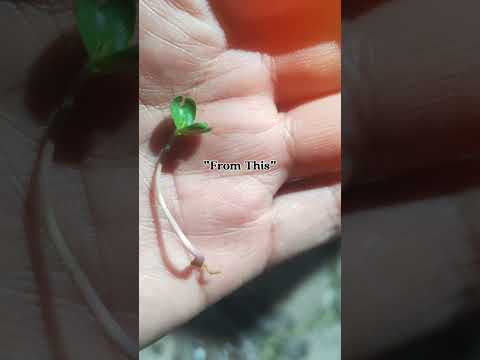 #jacaranda #arboles #naturaleza #reforestacion #medioambiente #biologia