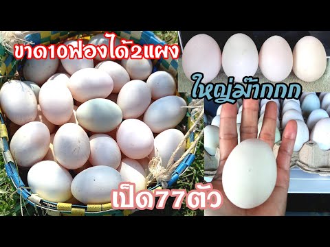 เป็ดไข่เพิ่มต่อไม่รอแล้วนะ🥚มีแ