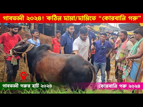 গাবতলী হাটের মাঝারি বড় সুন্দর সুন্দর কোরবানি গরু বাজার/দর || গাবতলী গরুর হাট ২০২৪ || কৃষি ঘর