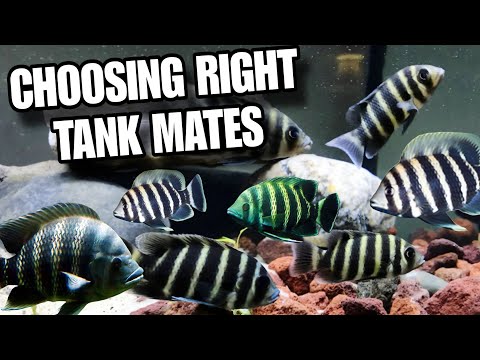 Choosing Right Tank Mates For Butterkoferi Cichlid In this video I am sharing with you top 20 Tank mates for buttikoferi cichlid fish. Buttikoferi cich