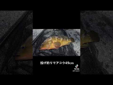 【アコウ】投げ釣りで49cm #shorts