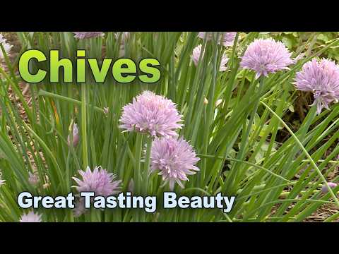 Chives: Beauty and Flavor in the Garden