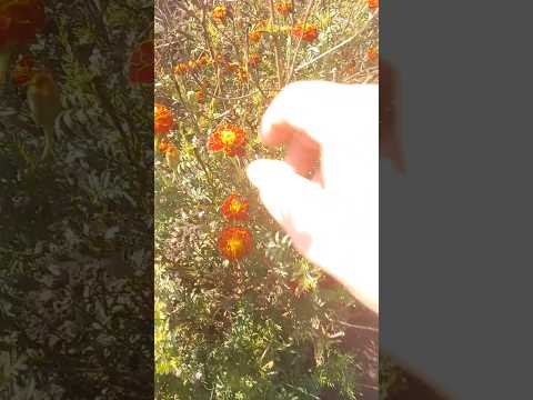 Осінь. Рву чорнобривці. #село #городина #квіти #чорнобривці #short #вересень