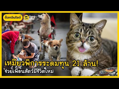 บั๊บ-เหมียวพิการระดมทุน-21-ล้า บั๊บ-เหมียวพิการระดมทุน-21-ล้า