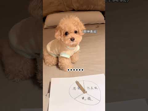 还好狗不识字 #萌宠 #萌宠日常记录 #泰迪 #搞笑 #是宠物更是家人