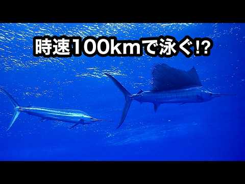 時速100kmで泳ぐ⁉ 魚を狙ってみた