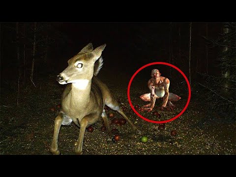 6 CRIATURAS EXTRAÑAS CAPTADOS EN CÁMARA Y VISTOS EN LA VIDA REAL