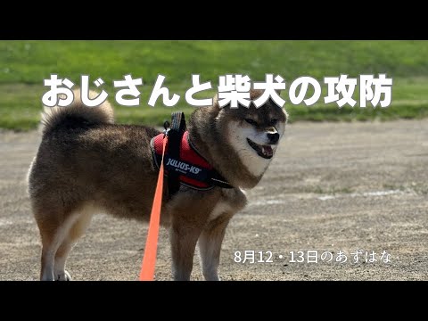 お盆も変わらず元気に過ごす柴犬たちの様子 サムネイル