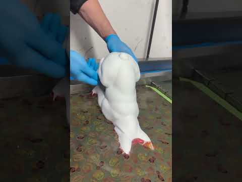 Hydro Dipping Bulldoge #hydrodipping #fyo #shorts