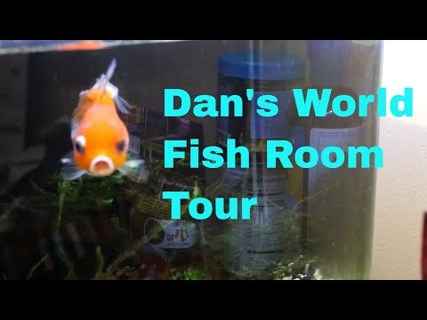 Dan's World Fish Room Tour - Freshwater Aquariums  Here is a quick tour through the 20+ freshwater aquarium tanks at Dan's World.  Several rare livebea