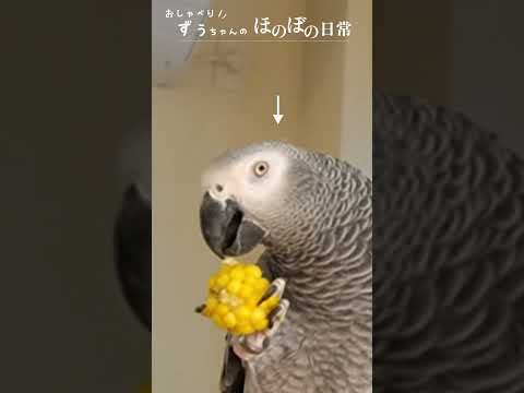 癒し♡喋れるってすごい！