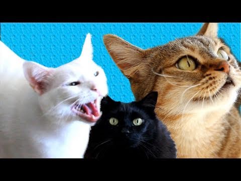 Video: Kas sakė kad katinai negali dainuot? - Žmonės