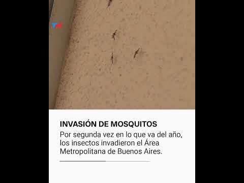 Por segunda vez en lo que va del año, los insectos invadieron el Área Metropolitana de Buenos Aires