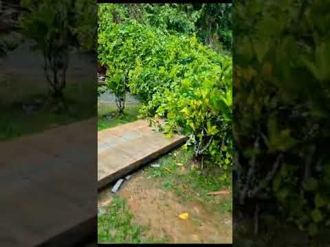 Road block due to fallen trees in Castara, Tobago