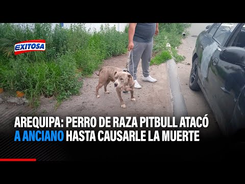 Arequipa: Perro de raza Pitbull atacó violentamente a anciano de 60 años hasta causarle la muerte