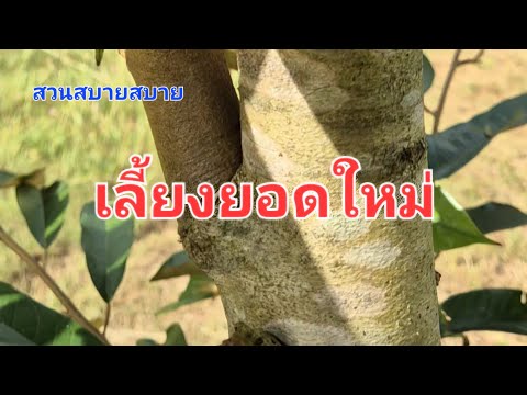 สวน สบายสบาย เลี้ยงยอดใหม่Ep.330:สวนสบายสบาย