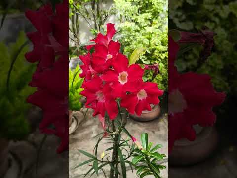 ฟังเพลงเพราะซึ้งๆ#ดอกไม้ สวยงาม