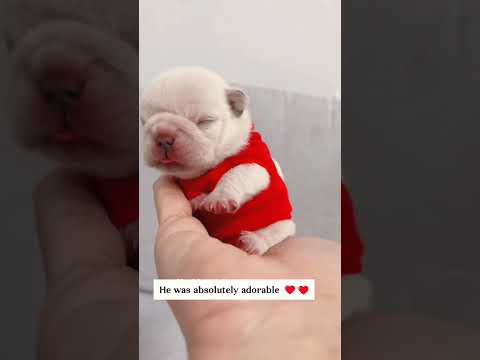 salvando o pequeno filhote de urso