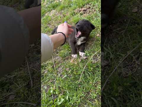 Little puppies🐶♥️#dogs#puppy#littlepuppies#dogshort#babydogs#cutebaby#cutepuppy#adorable#usa#short