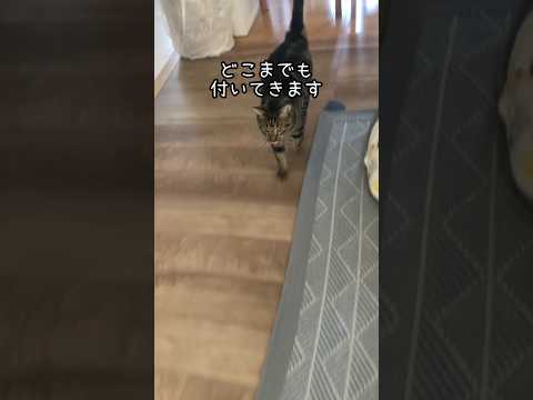 飼い主を狩るモカ🐆