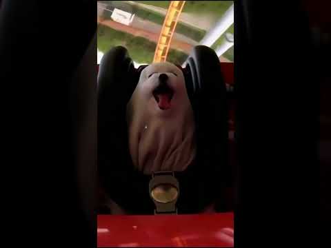 Just a fun 🤣🤣🤣 #funny #ai #comedyvideos #funnyvideos #dog #shorts #ytshorts