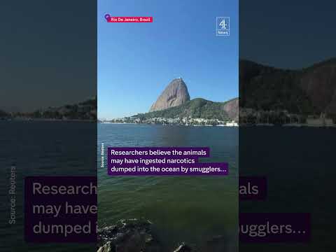 Brazilian sharks test positive for cocaine
