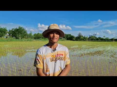 ทำนาแบบประณีตเน้นคุณภาพไม่เน