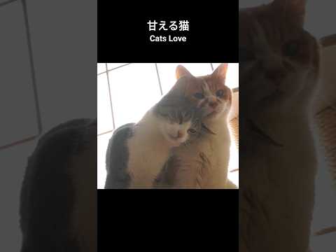 甘える猫🐱 - Cats Love - #shorts