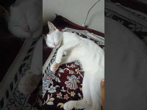 তুমি কি বাইচা আছ??🤣#shorts #catvideos #trandingshorts #viralvideo #cat #funny