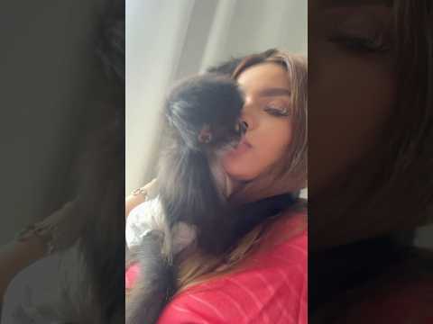 Asi es vivir con mi spider monkey Valentino