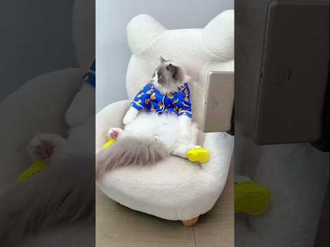 cats #cat #pets #funny #animals #cute