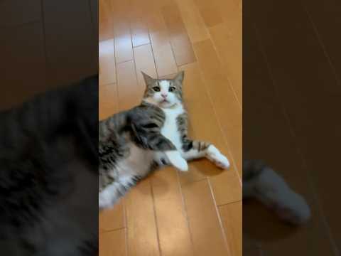 猫の動画サムネイル - わぁーわぁーわぁーわぁ