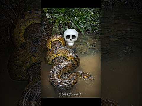 The most dangerous snakes you’ll ever lay eyes on! ☠️