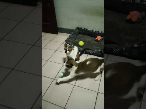 ลูกแมวน่ารัก#เล่นกันสนุกมาก #cat