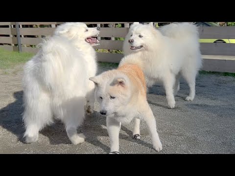 サモエド店長がいるドッグランに遊びに行ってみたら楽しすぎて大爆笑の嵐でした。