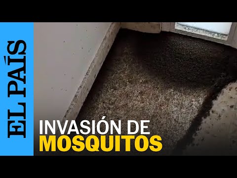 MOSQUITOS VIRUS DEL NILO | Así se encontró su vivienda una vecina de Puebla del Río (Sevilla)