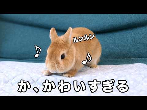 新作ダンスを披露するうさぎが可愛すぎた