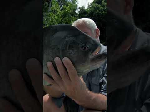 Catching a Dangerous Piranha | River Monsters | Animal Planet