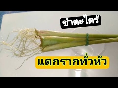 วิธีทำให้ตะไคร้ออกรากไว-รากยาว วิธีทำให้ตะไคร้ออกรากไว-รากยาว