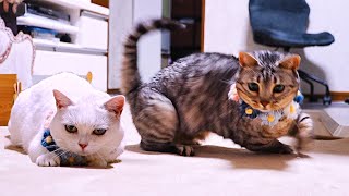 動画サムネイル
