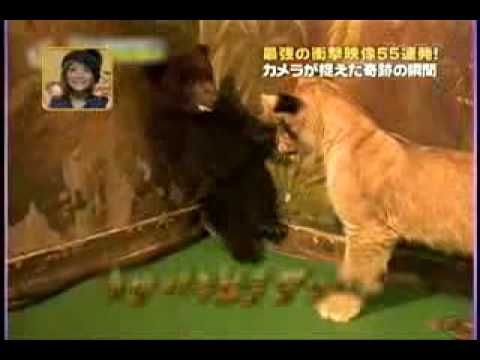 被嚇到的小熊.flv