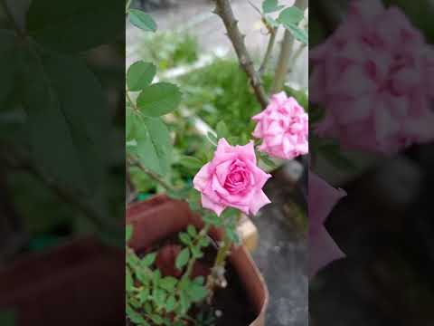 Rose plant 🌹 || #garden #terrace #trending #shorts #fyp #plants #vegetables