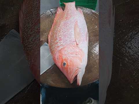 Red snapper fillet #cuttingskils #fillet