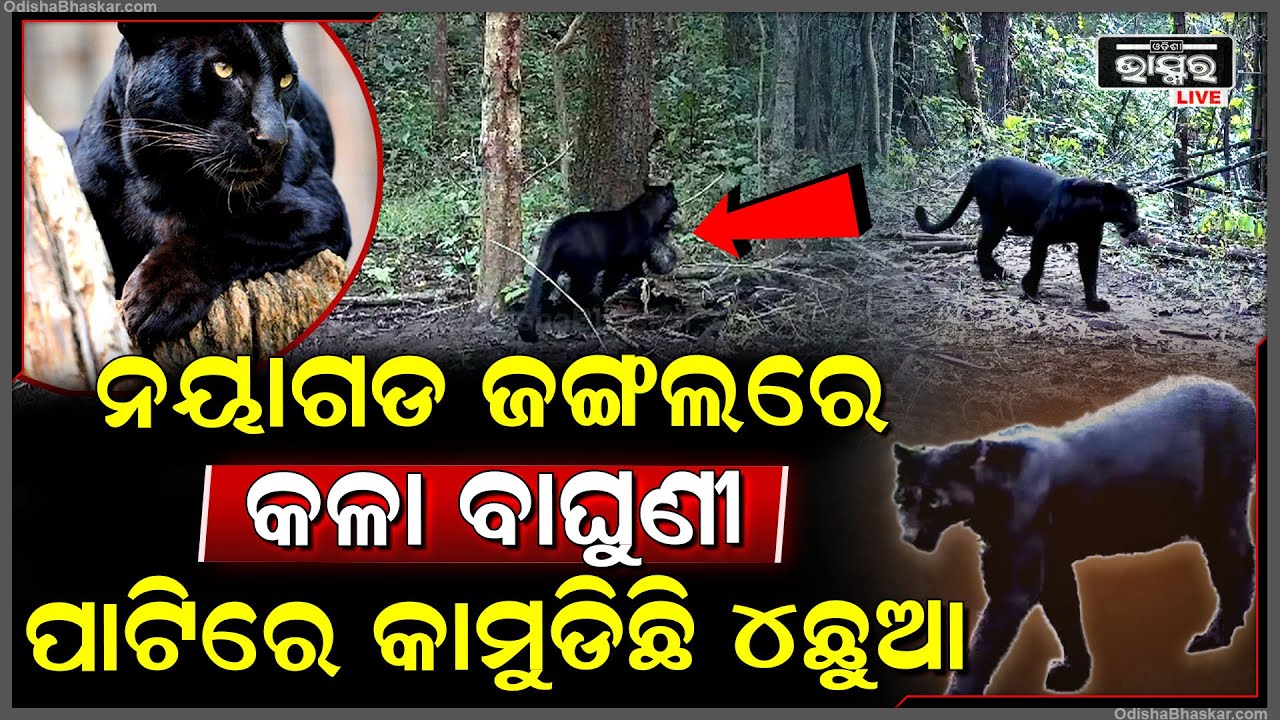 ନୟାଗଡ ଜଙ୍ଗଲରେ ବୁଲୁଛି ଜଙ୍ଗଲ୍‌-ବୁକ୍‌ର ବଘିରା...ଦେଇଛି ୪ଟି ଛୁଆ..କୋଉଠୁ ଆସିଲା କେହି ଜାଣି ନାହାଁନ୍ତି...