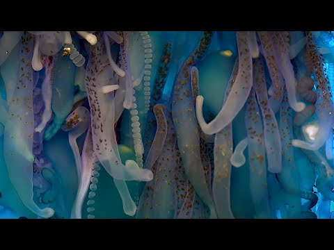 Exploring The Underwater World | 4K UHD | Blue Planet II | BBC Earth