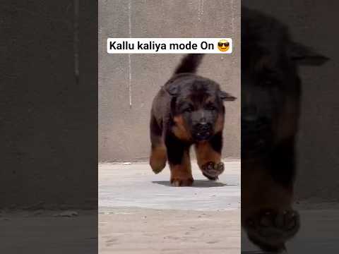 "Swag Wala Labra 😍"#youtubeshorts #viral #viralvideo #trending #shorts #labradogs #labrador#ytshorts